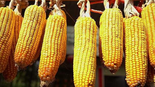 玉米秋收收获的季节晾晒的玉米视频的预览图