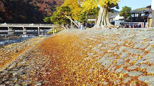 日本岚山海边秋天景点视频的预览图