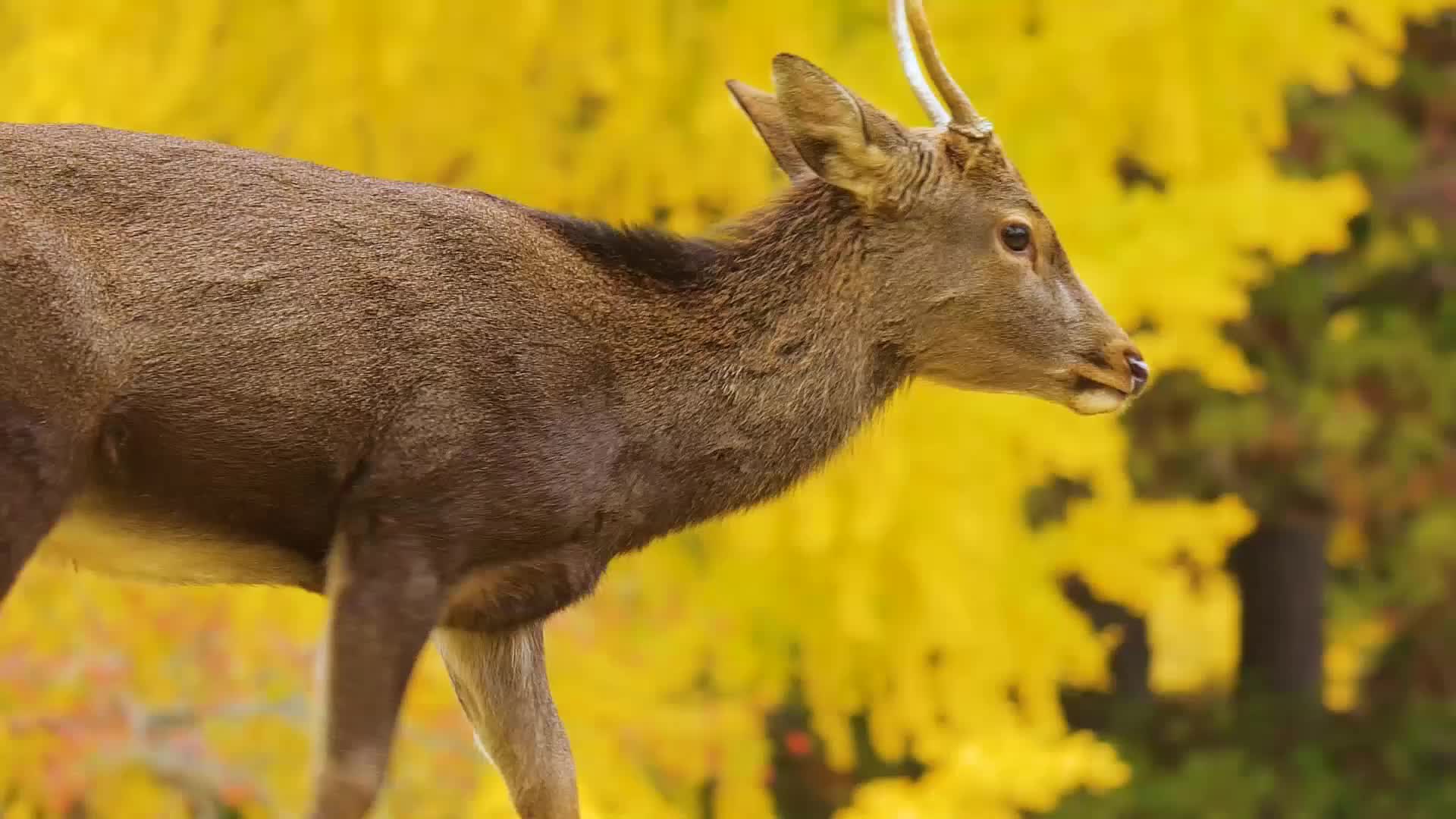 日本奈良风景小鹿生活实拍视频视频的预览图