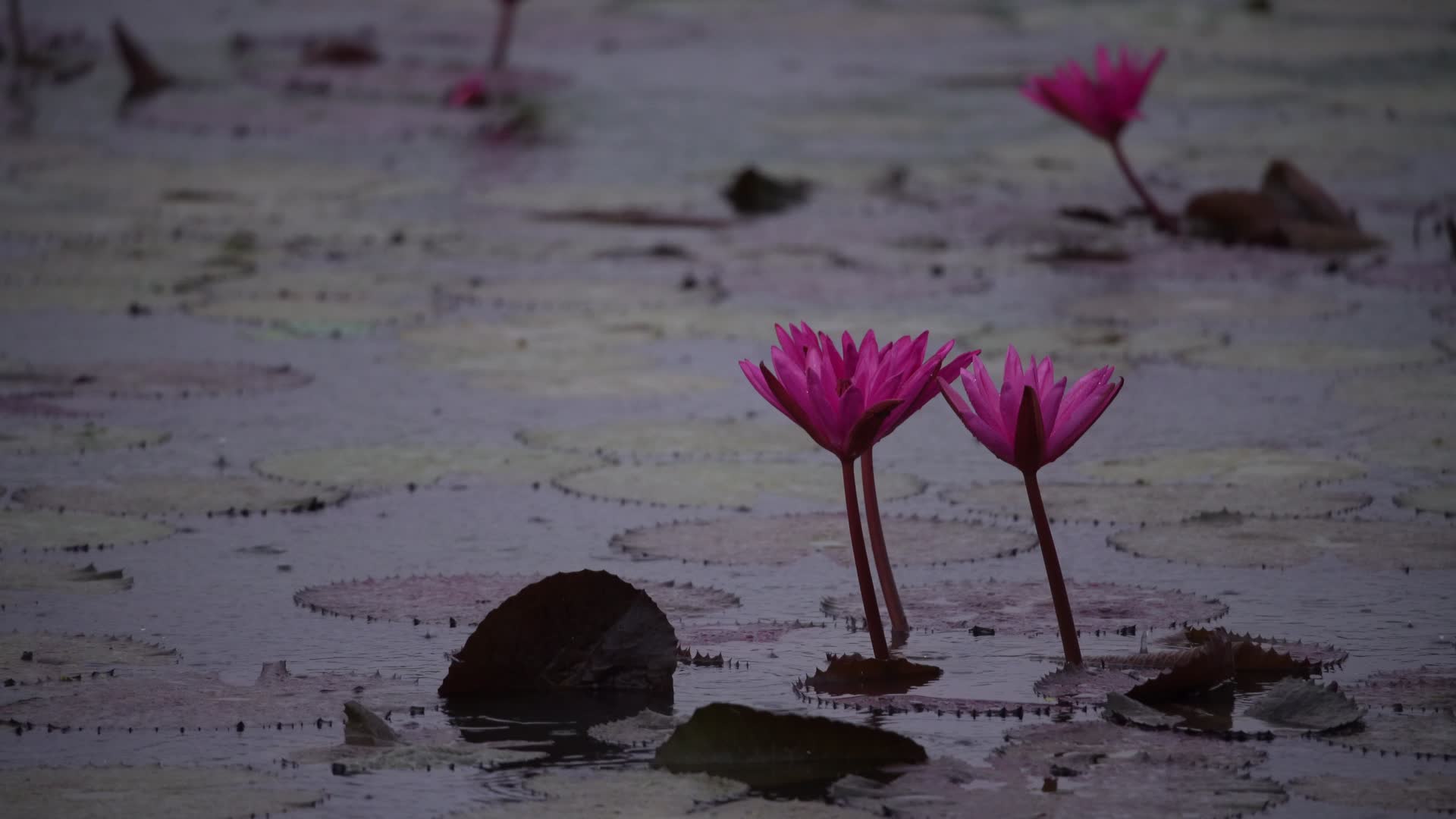 在雨中摇摆的水莲花4K视频视频的预览图