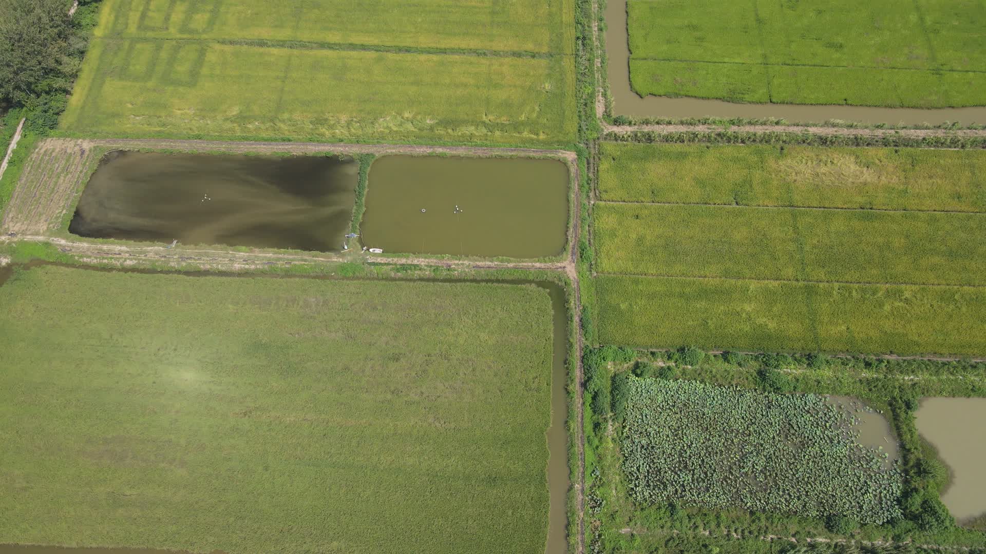 4K航拍洞庭湖鱼米之乡稻田视频的预览图