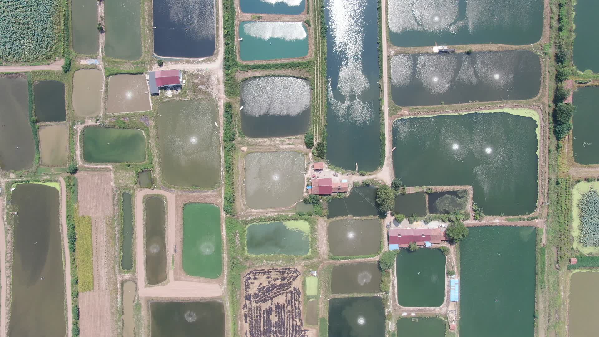 俯拍乡村鱼塘养殖基地视频的预览图