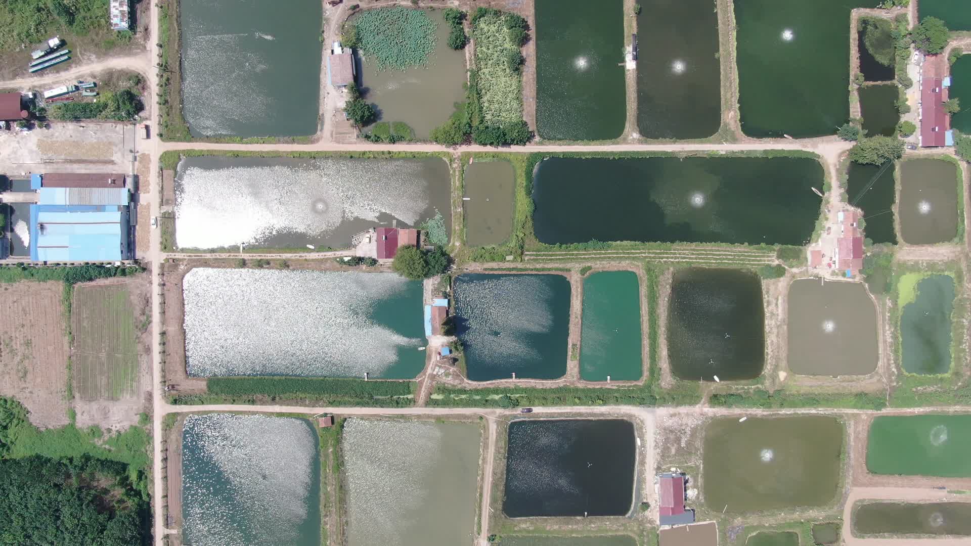 俯拍乡村鱼塘养殖基地视频的预览图