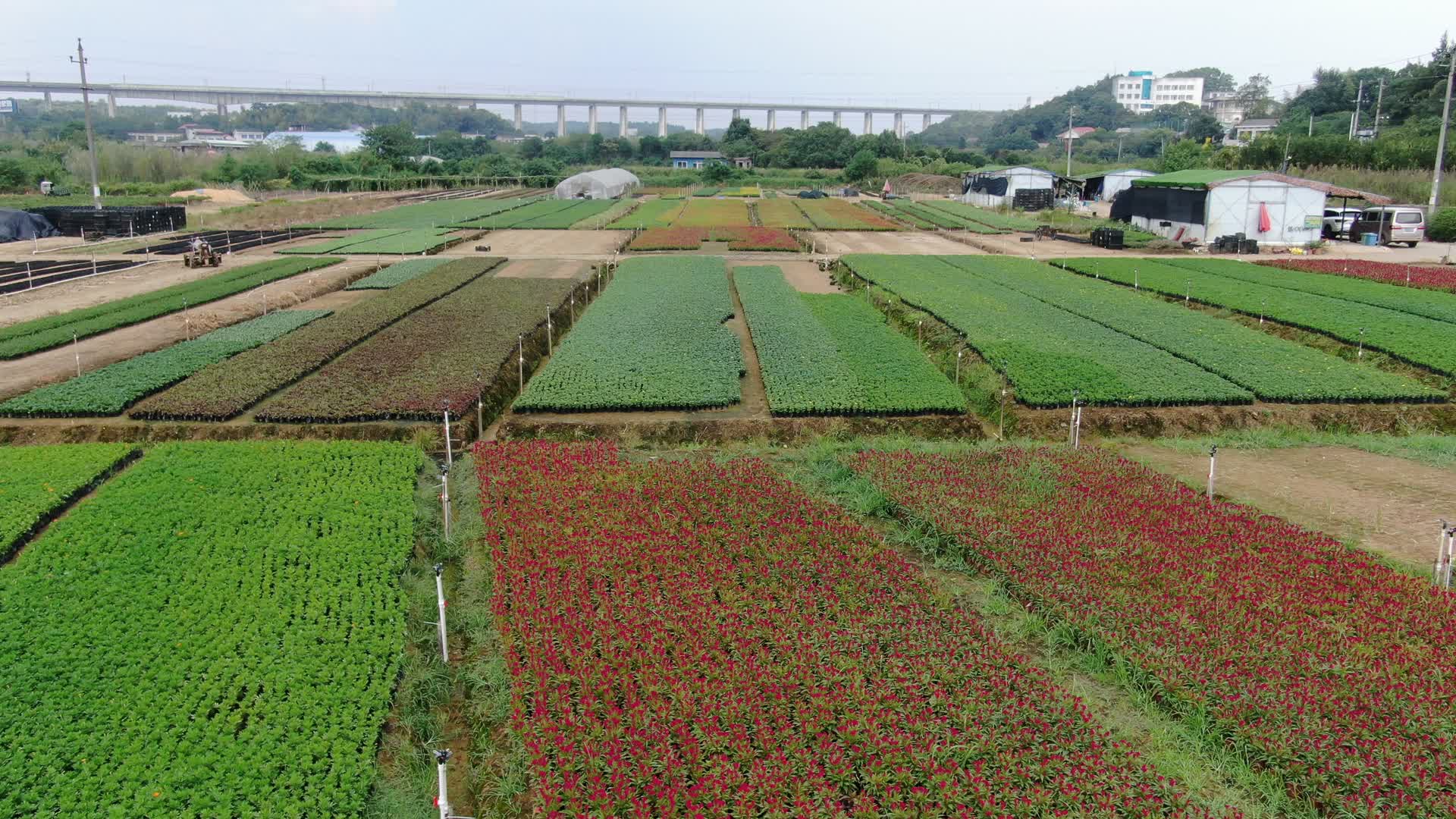 航拍农业种植花卉植物视频的预览图