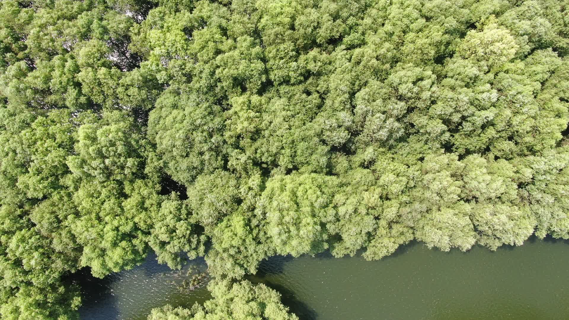 航拍水上绿色植物森林自然风光视频的预览图