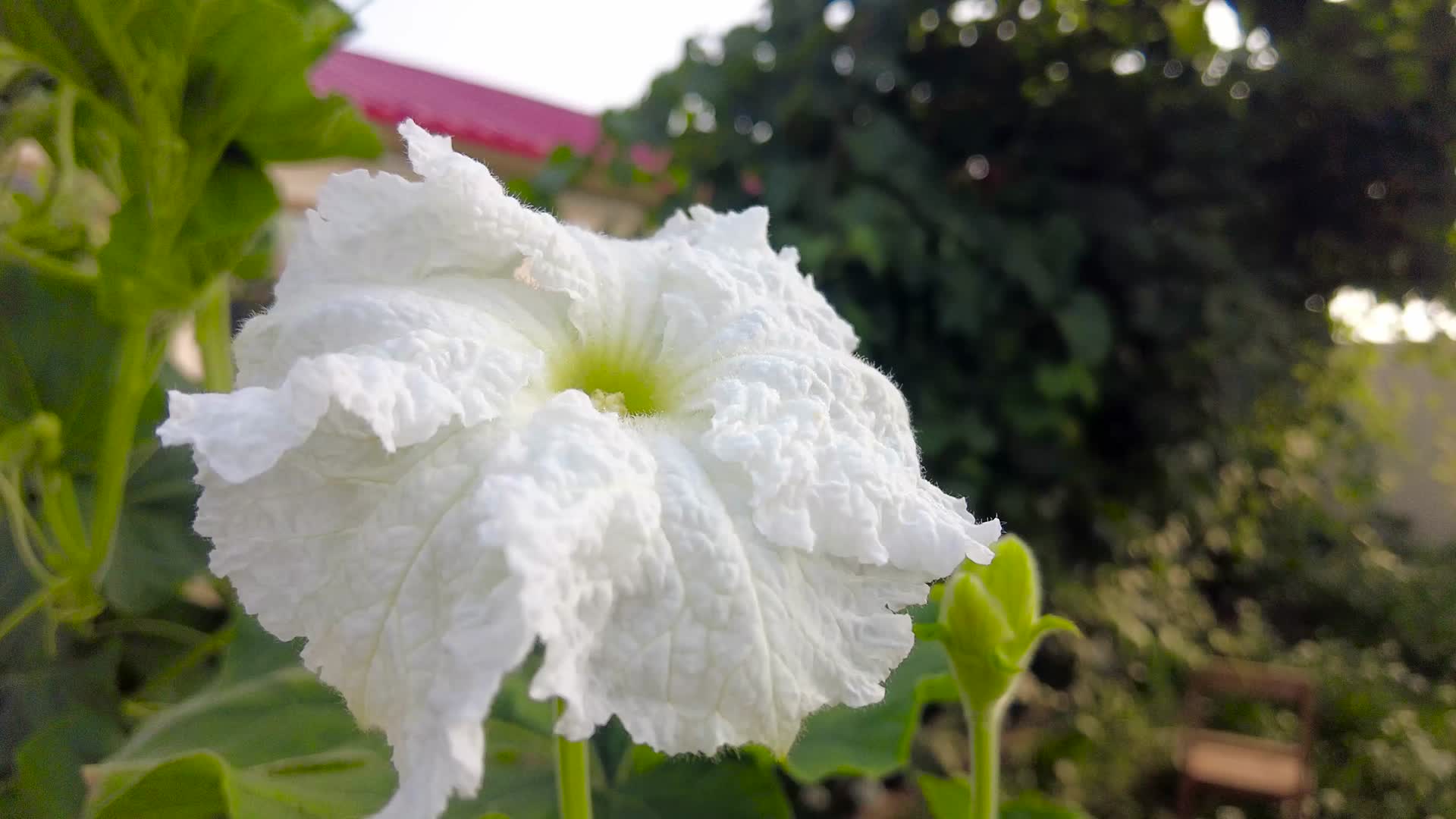 内蒙古呼和浩特市城郊农户种植西葫芦开花结瓜清晨4k拍摄视频视频的预览图