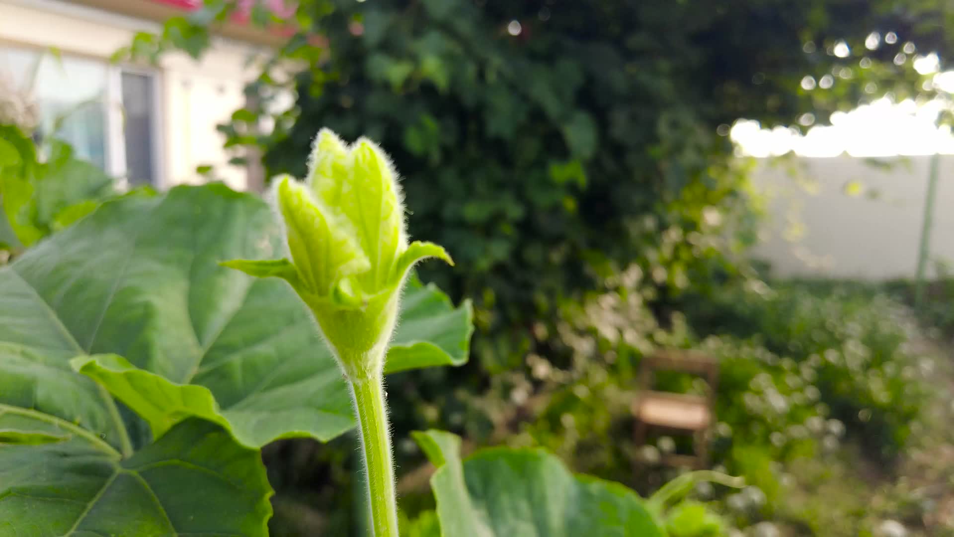 内蒙古呼和浩特市城郊农户种植西葫芦开花结瓜清晨4k拍摄视频视频的预览图