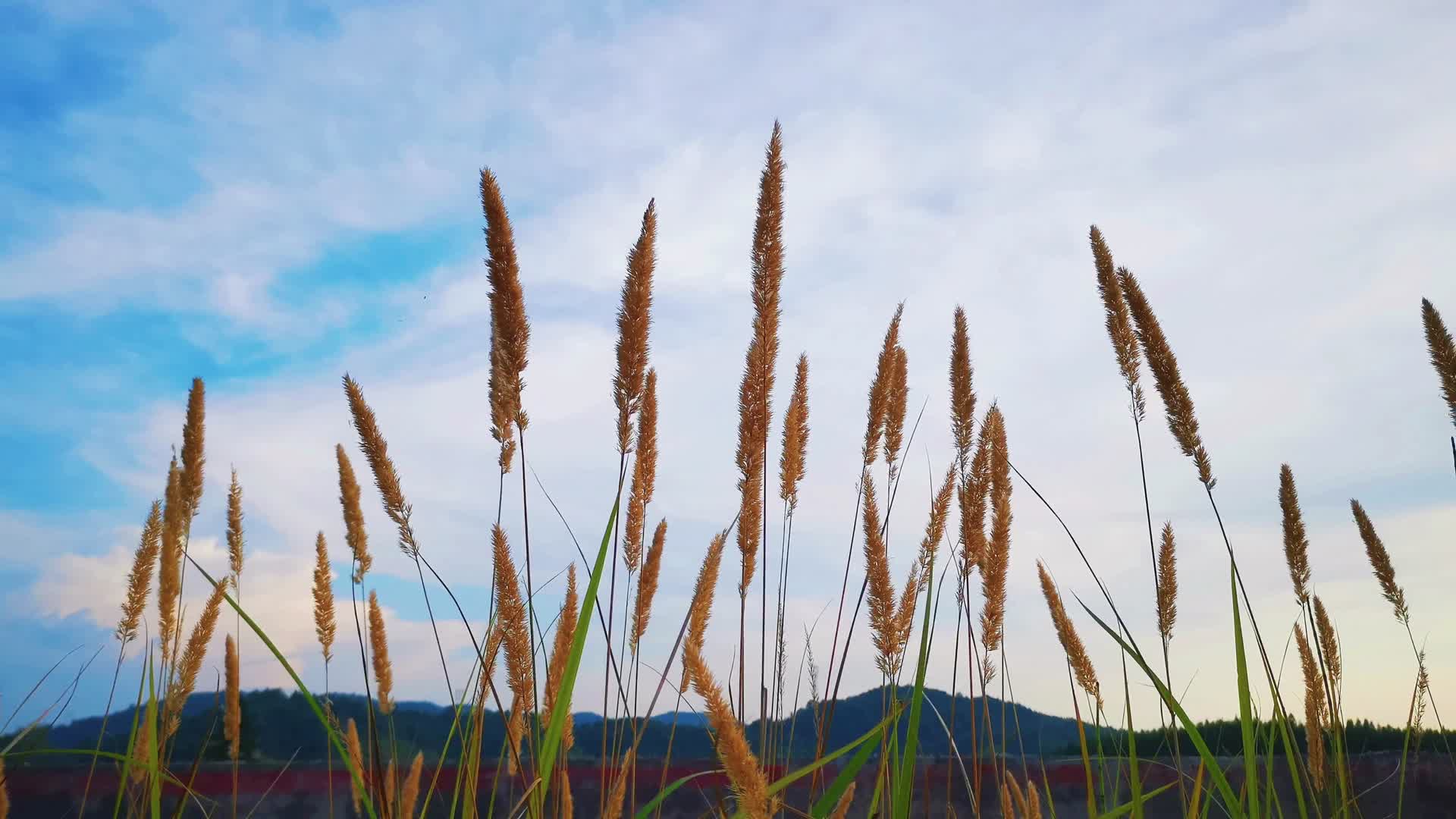 4K实拍秋天蓝天下的芦苇视频的预览图