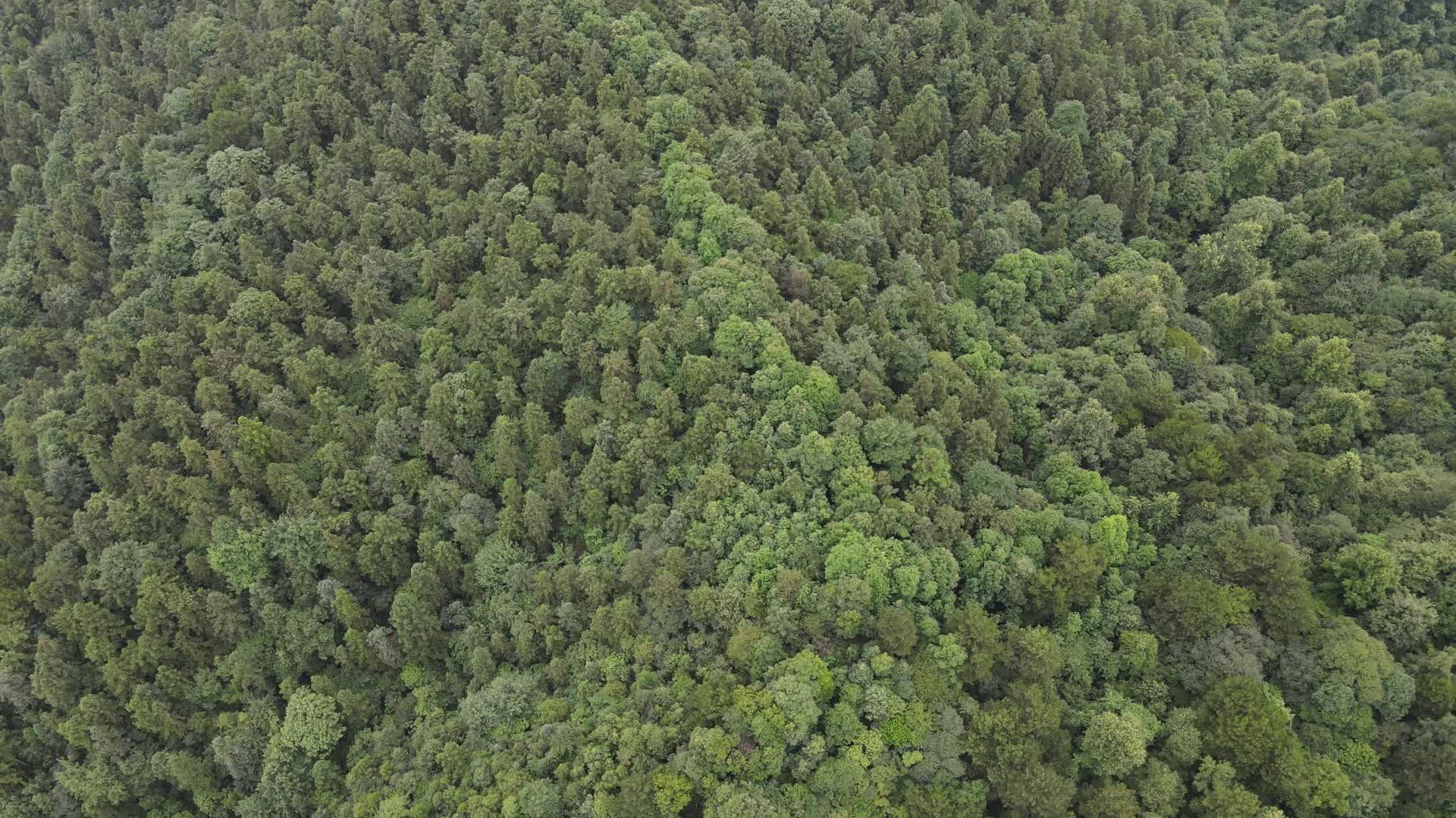 湖南中坡山国家森林公园航拍视频的预览图