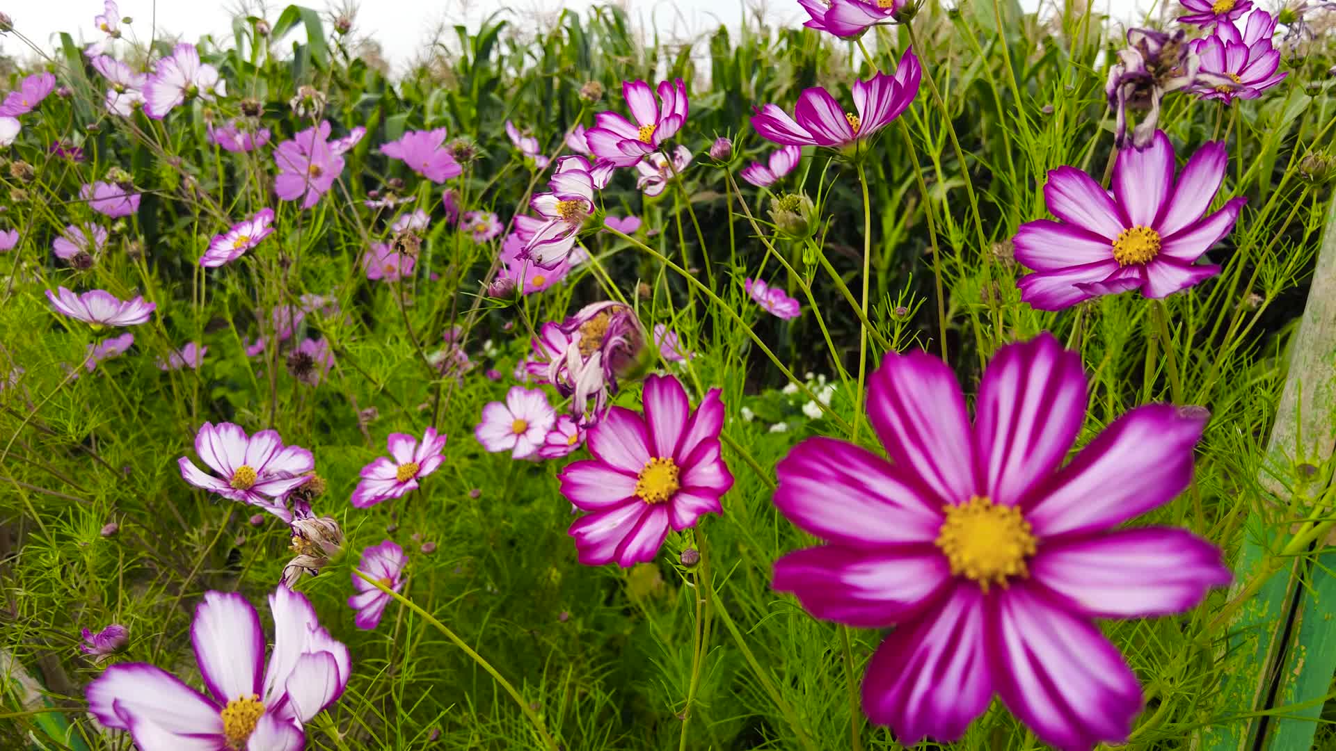 内蒙古呼市城郊农户种植的紫色花卉清晨4k拍摄视频视频的预览图
