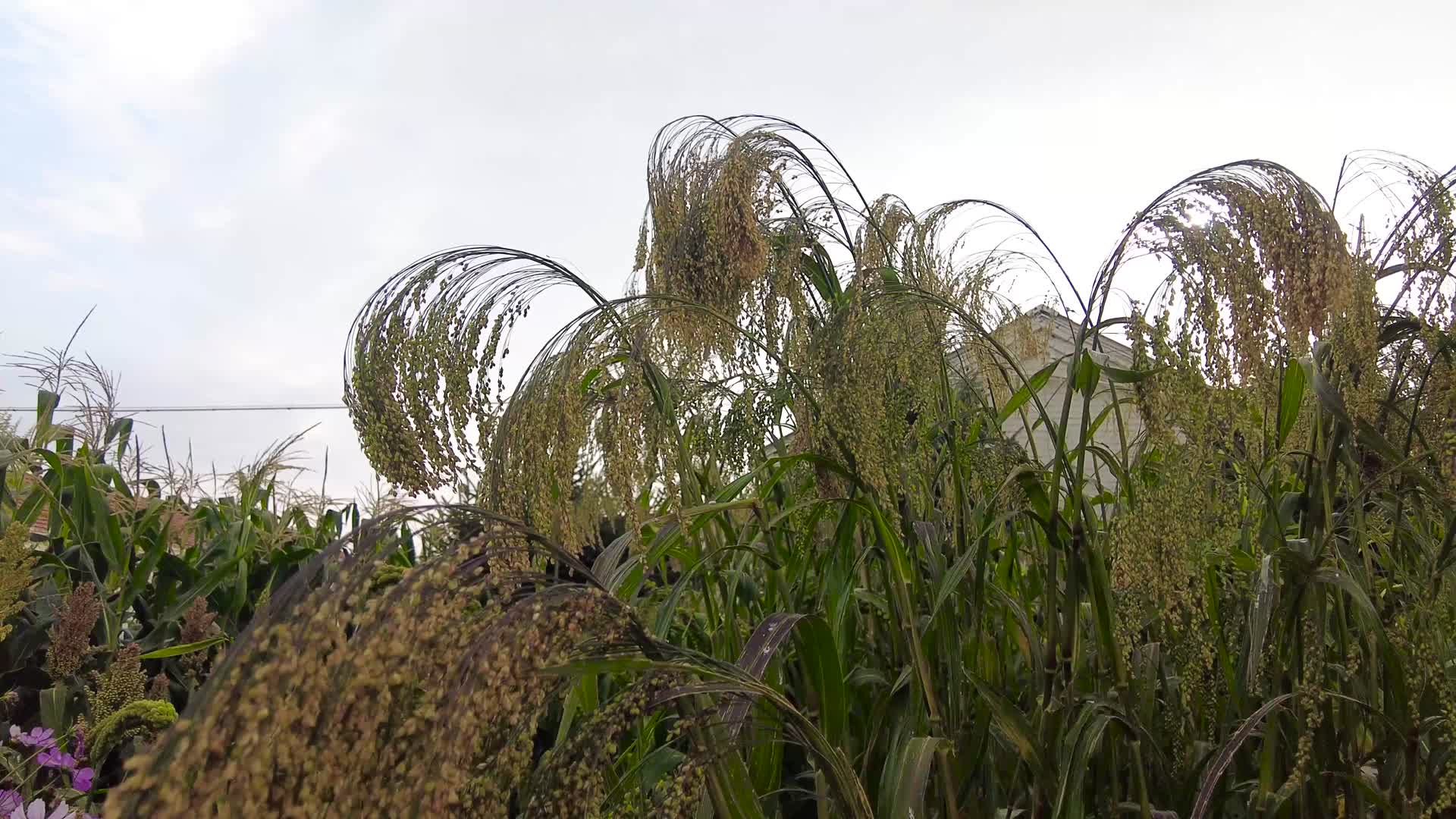 内蒙古呼和浩特市城郊农户种植的粮食作物黍子清晨4k拍摄视频视频的预览图