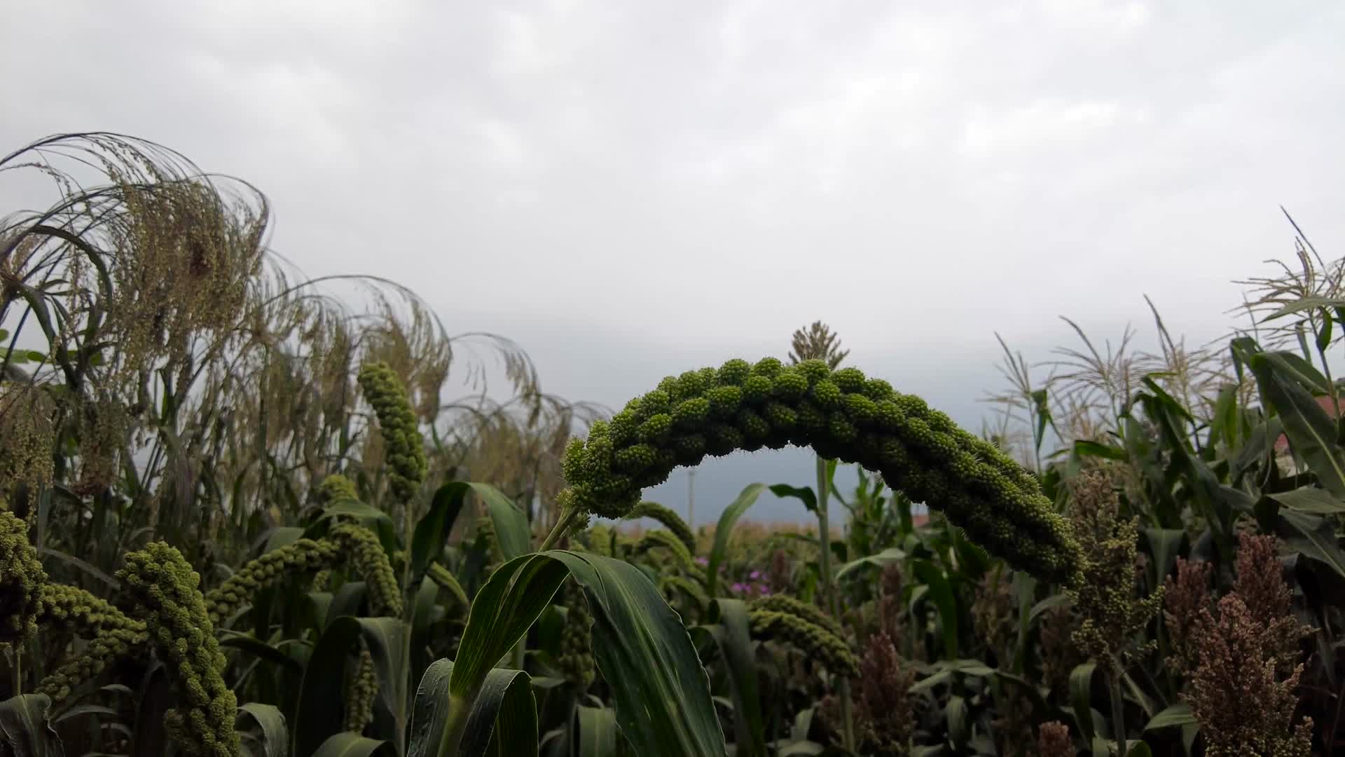 内蒙古呼和浩特市城郊农户种植的粮食作物谷子清晨4k拍摄视频视频的预览图