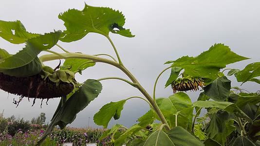 内蒙古呼和浩特市城郊农户种植的粮食作物向日葵清晨4k拍摄视频视频的预览图