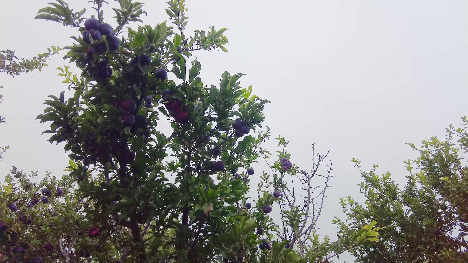 内蒙古呼和浩特市城郊农户种植的李子树清晨4k拍摄视频视频的预览图