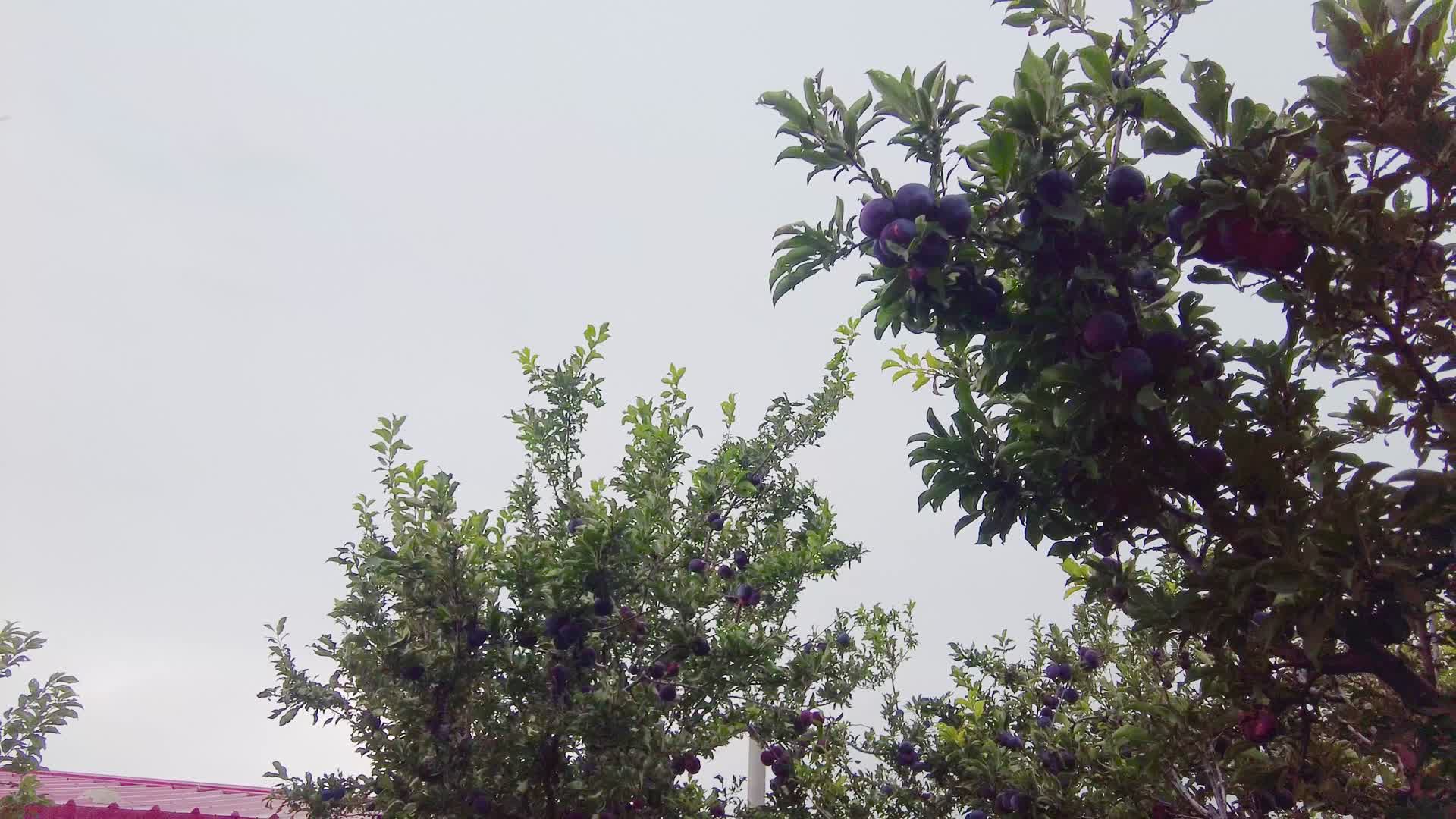内蒙古呼和浩特市城郊农户种植的李子树清晨4k拍摄视频视频的预览图