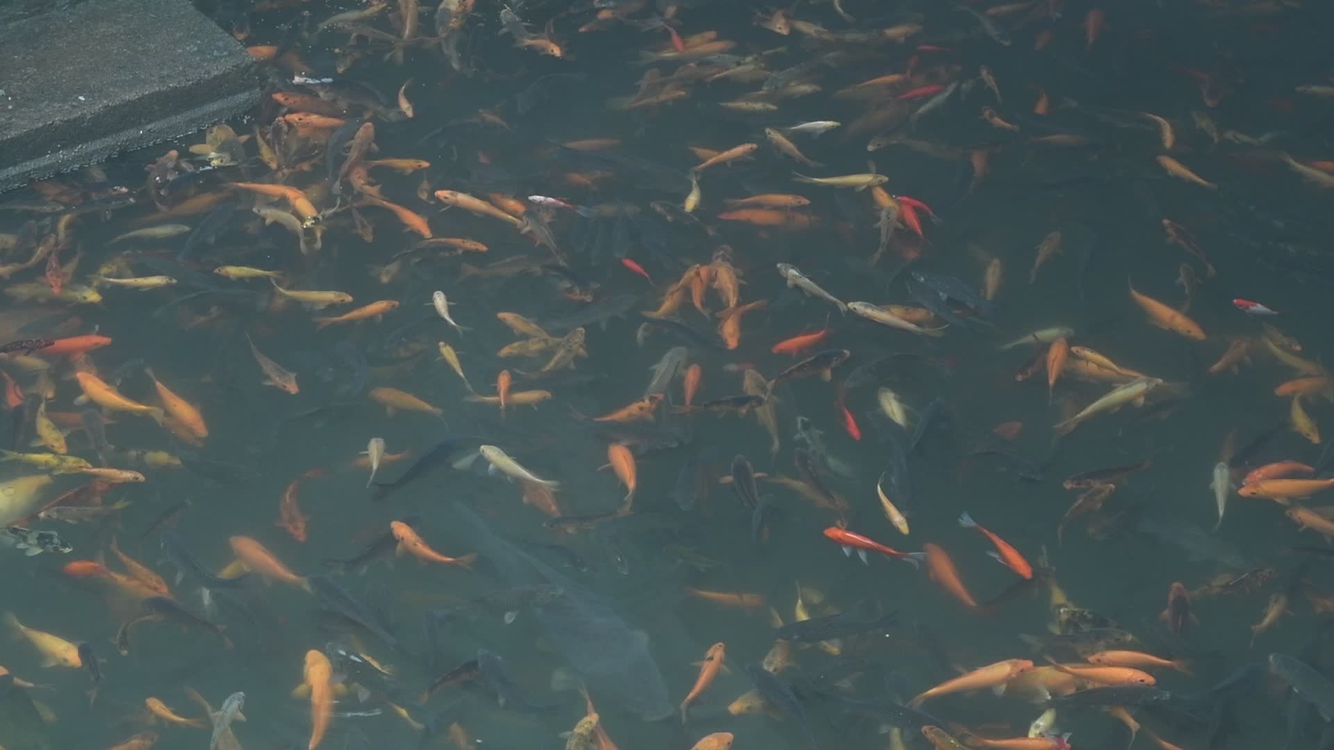 鱼儿在水里自由自在的游泳视频的预览图