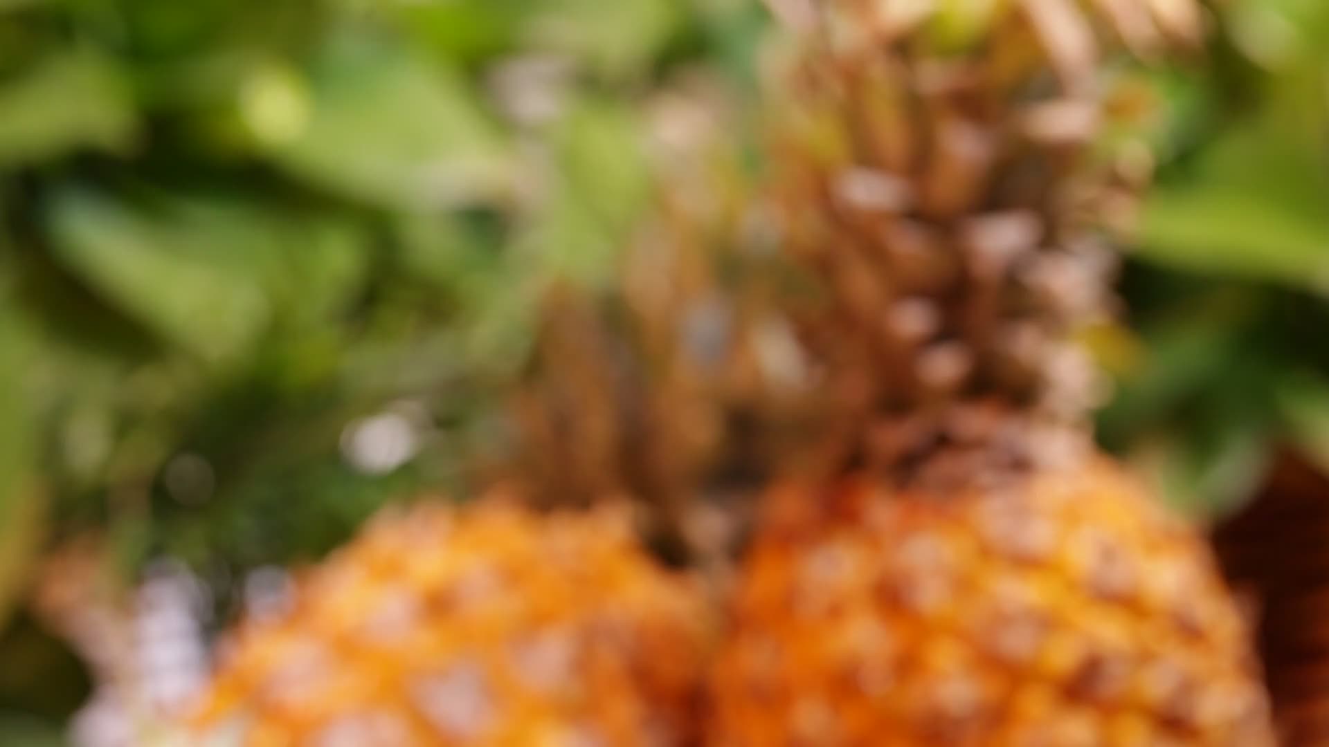 花式切菠萝果盘视频的预览图