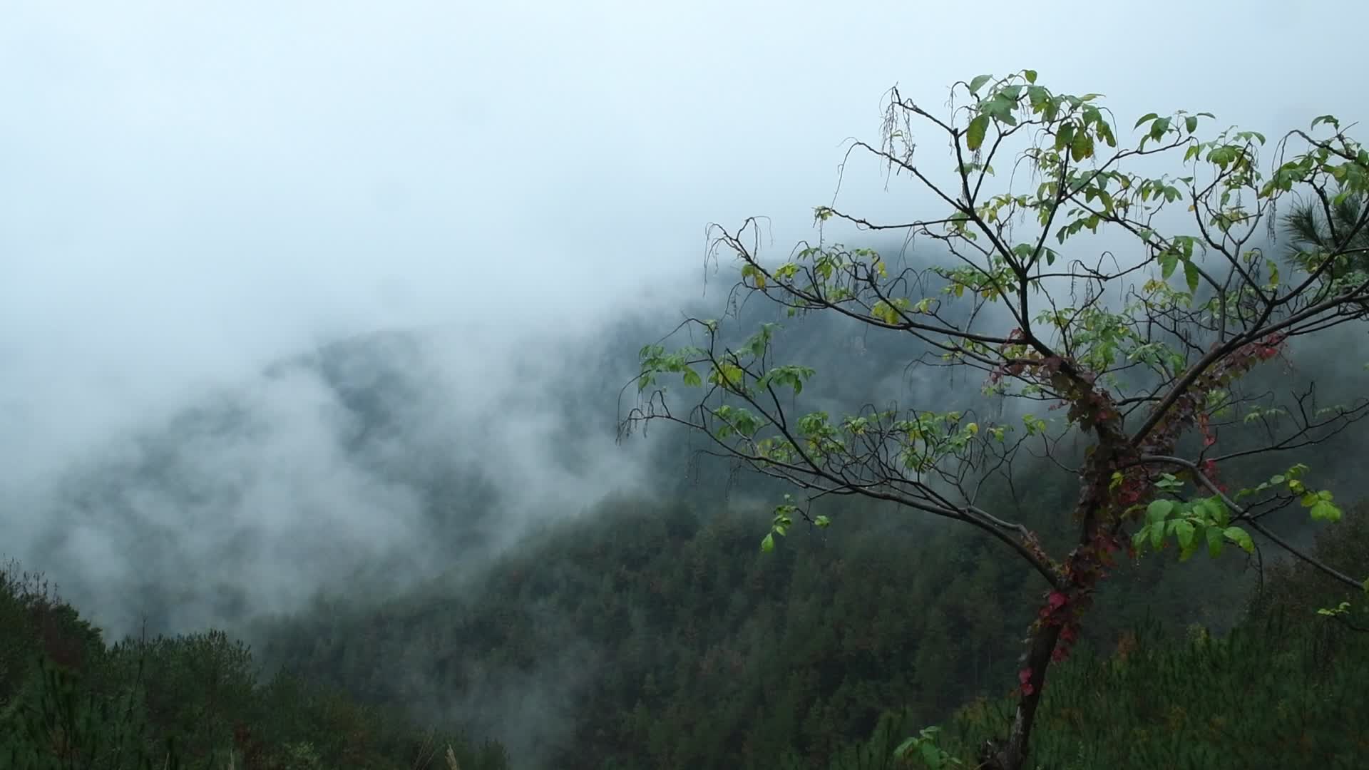 浙江天台石雾气弥漫风景视频的预览图