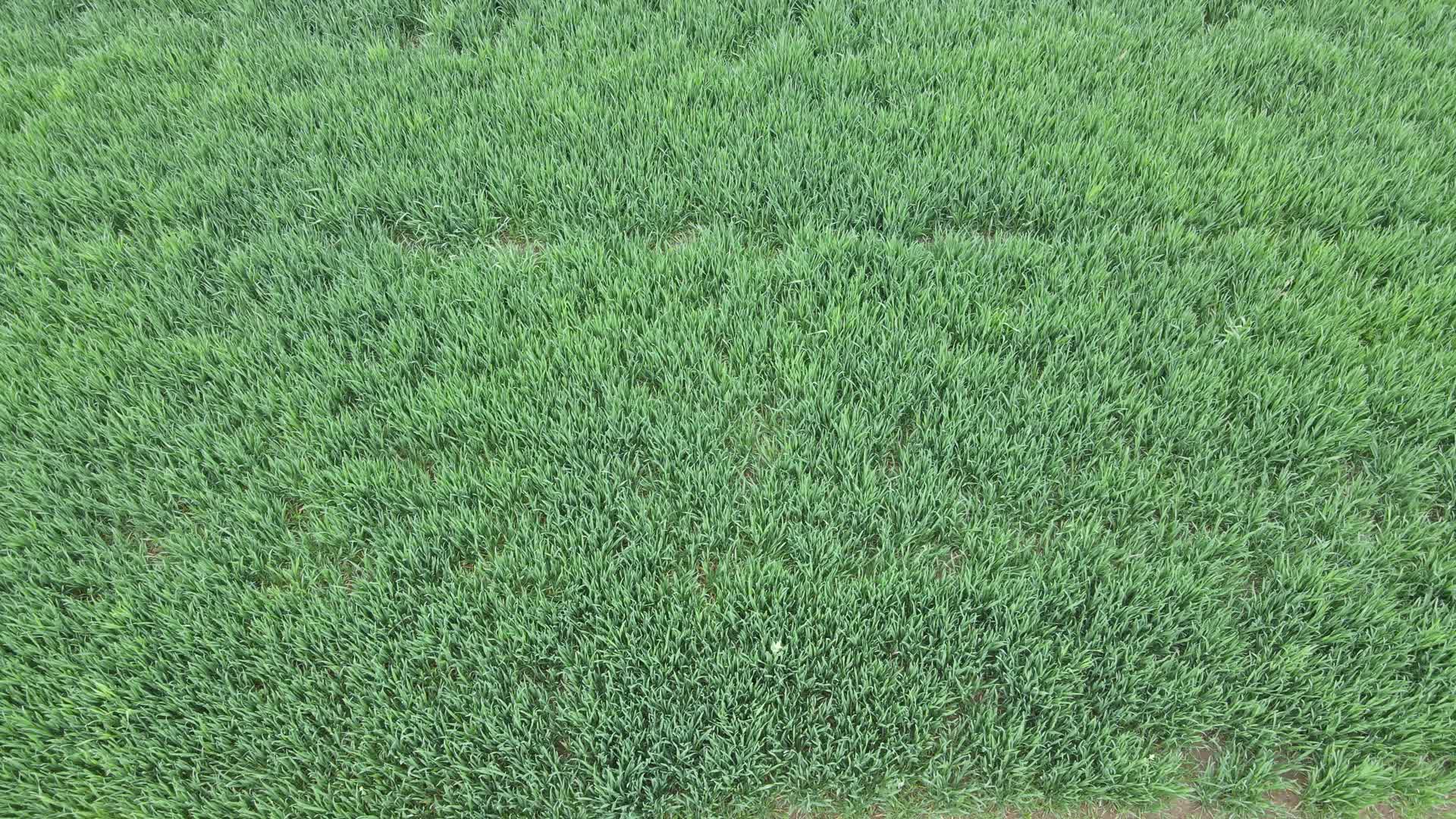 4K航拍麦子麦田春种农田视频的预览图