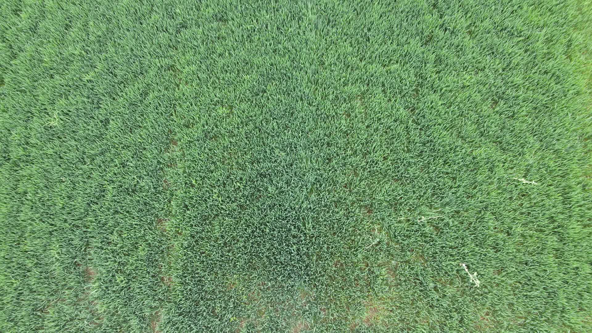 4K航拍麦子麦田春种农田视频的预览图