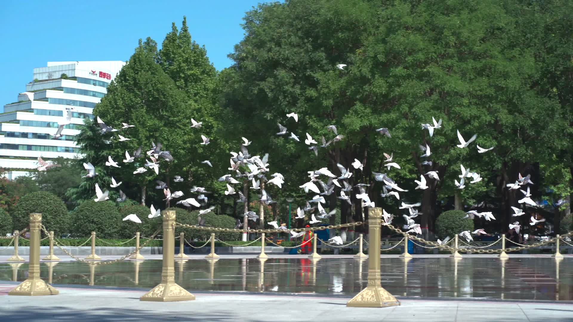 空中飞翔的白鸽视频的预览图