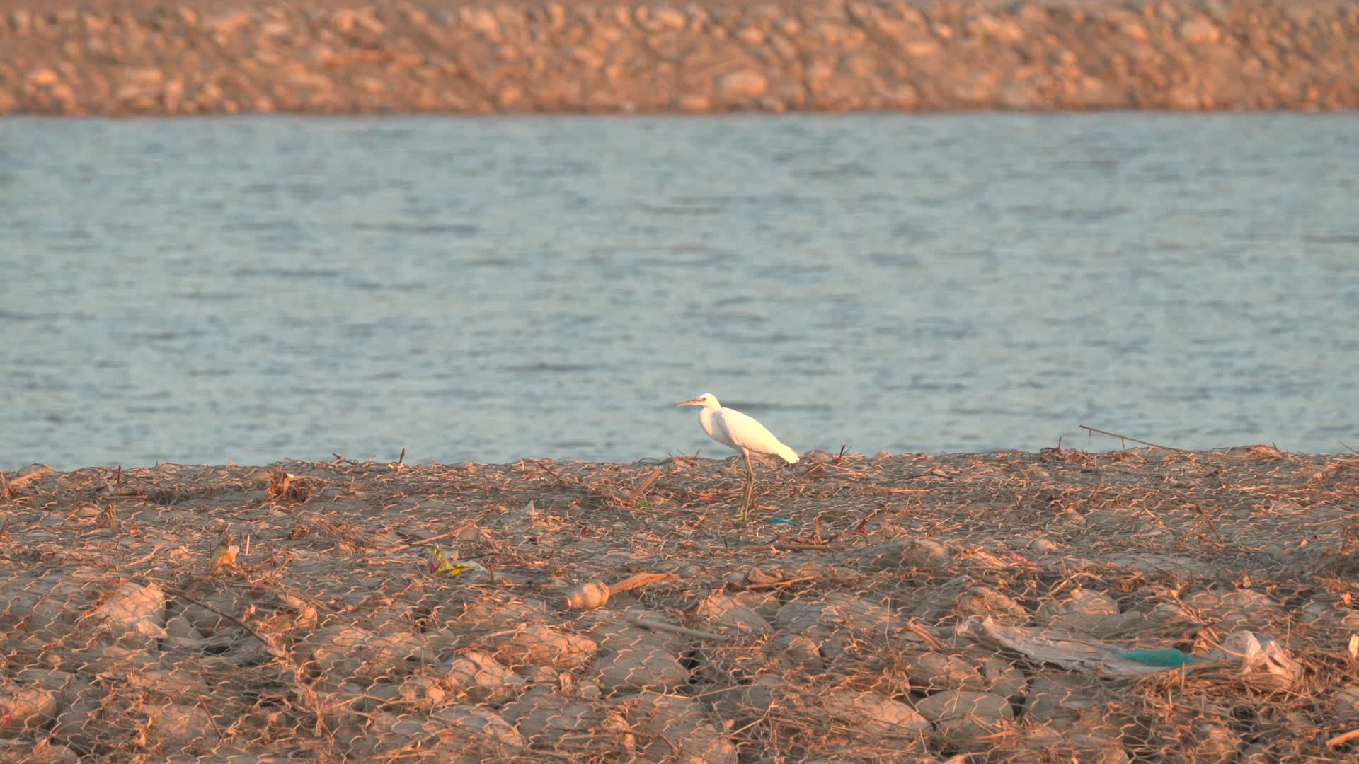 干旱湿地下飞翔的白鹭视频的预览图