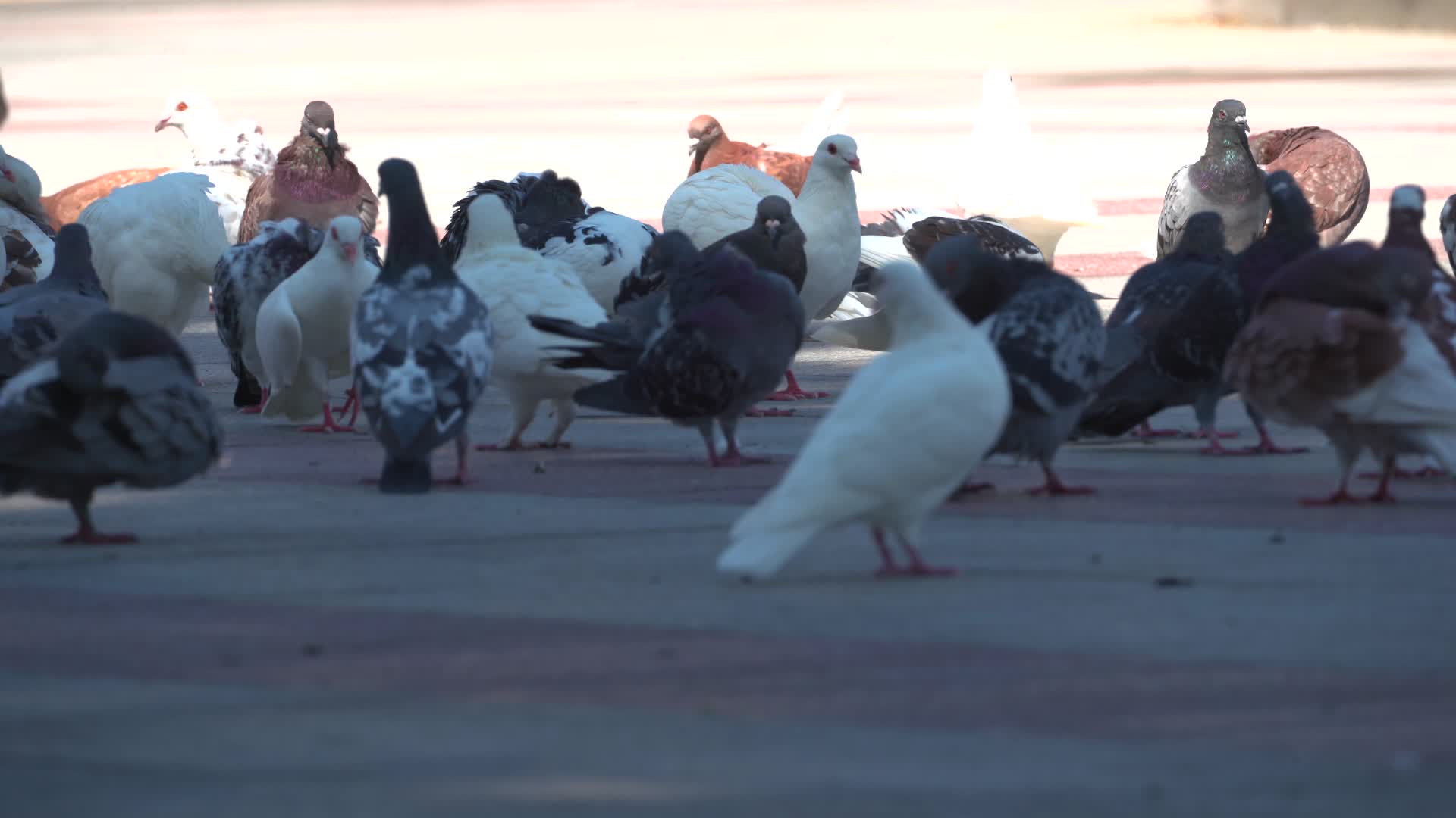 成群的鸽子实拍视频的预览图