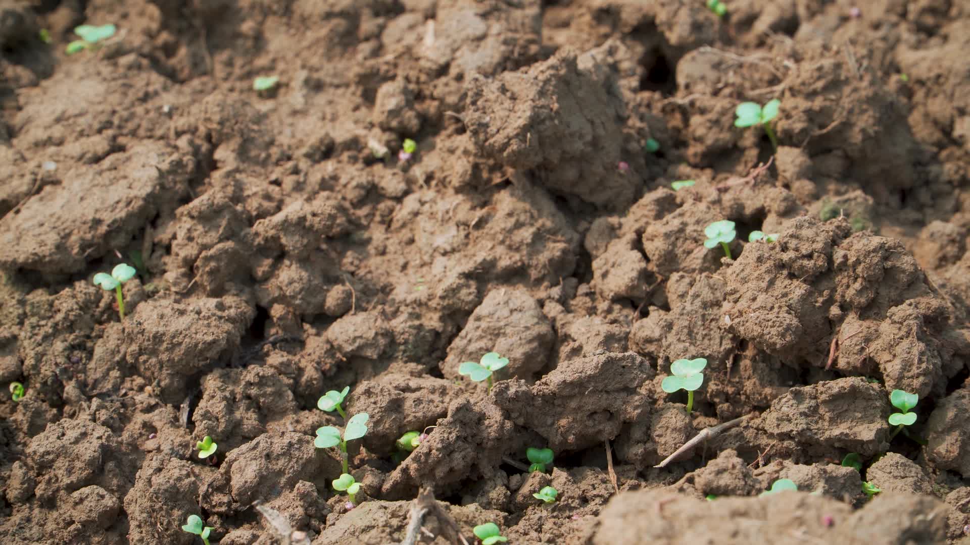 泥土里刚发芽的小菜苗视频的预览图