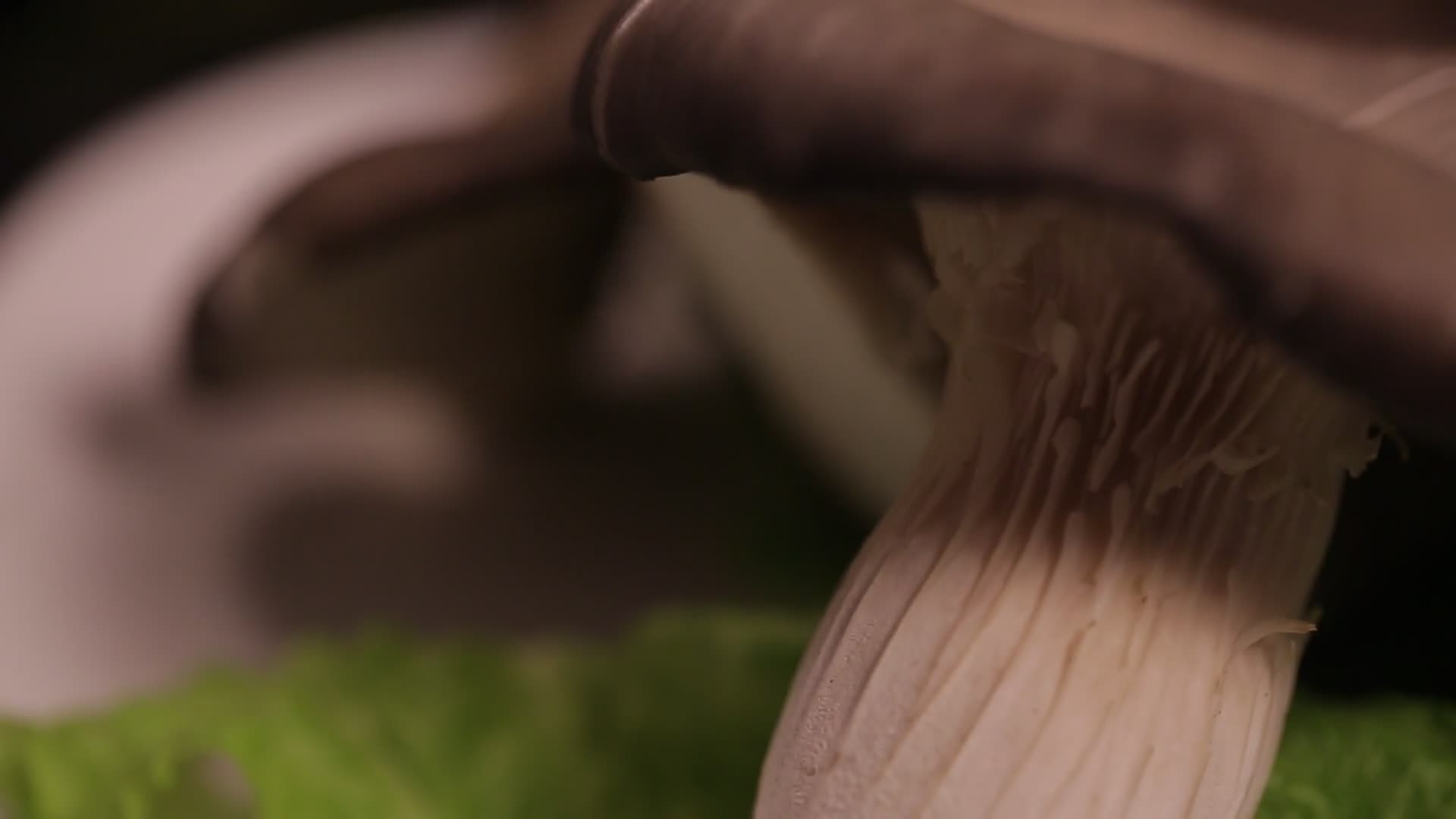菌菇类平菇视频的预览图