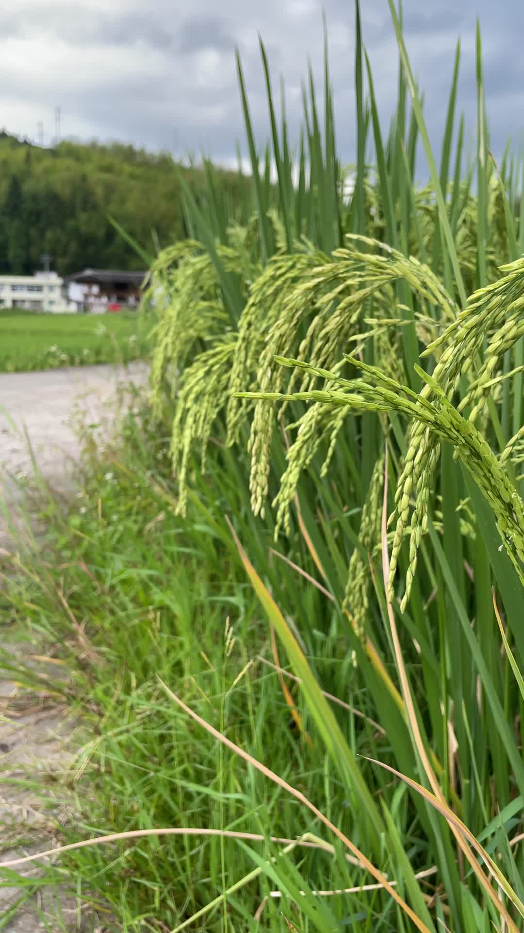 稻田水稻4K实拍视频视频的预览图