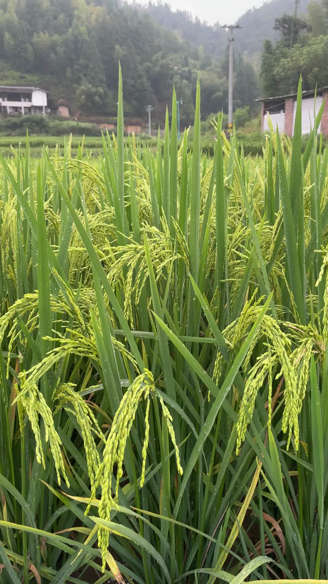 稻田水稻4K实拍视频视频的预览图