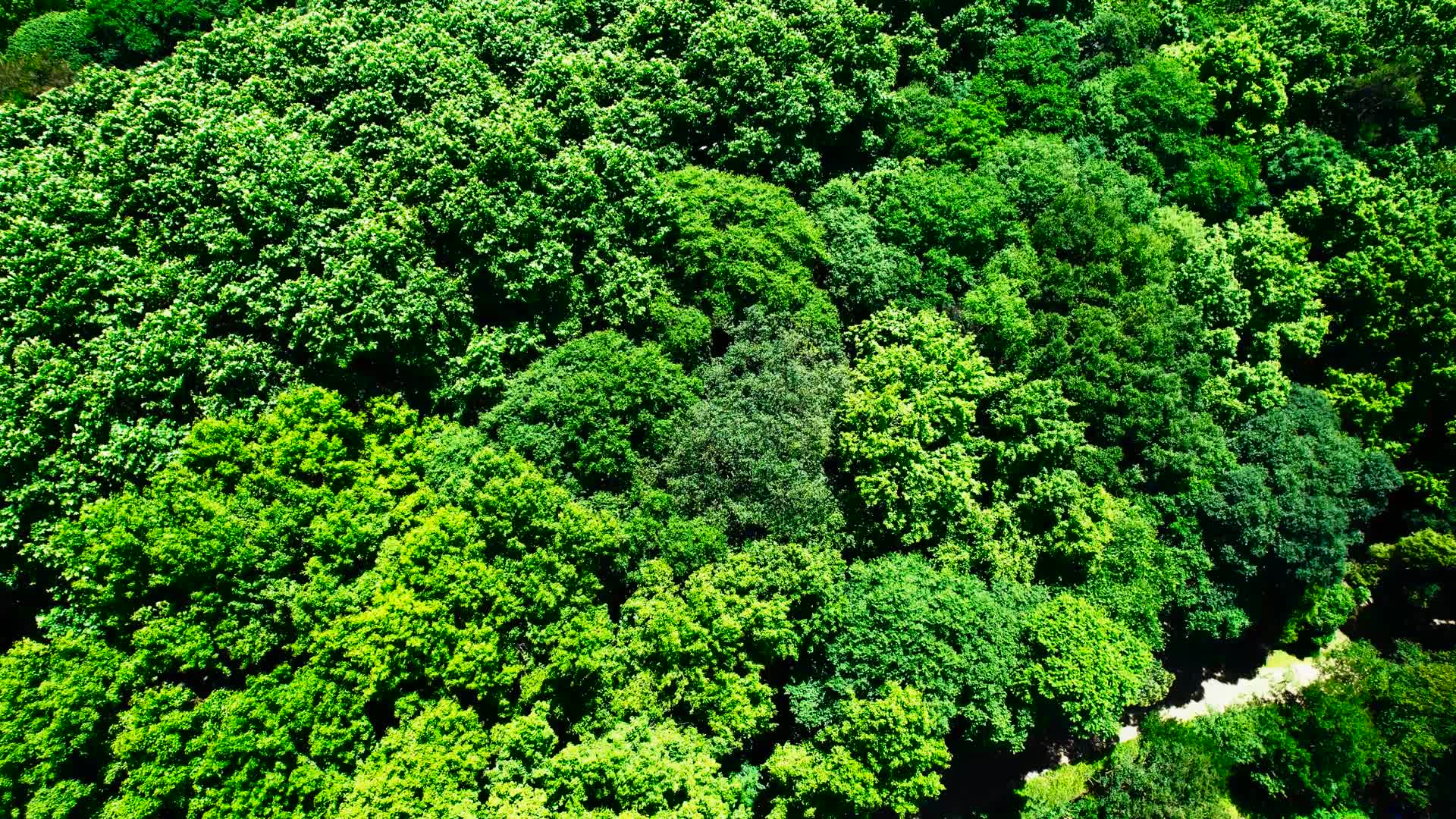 4K航拍树林森林树木视频的预览图