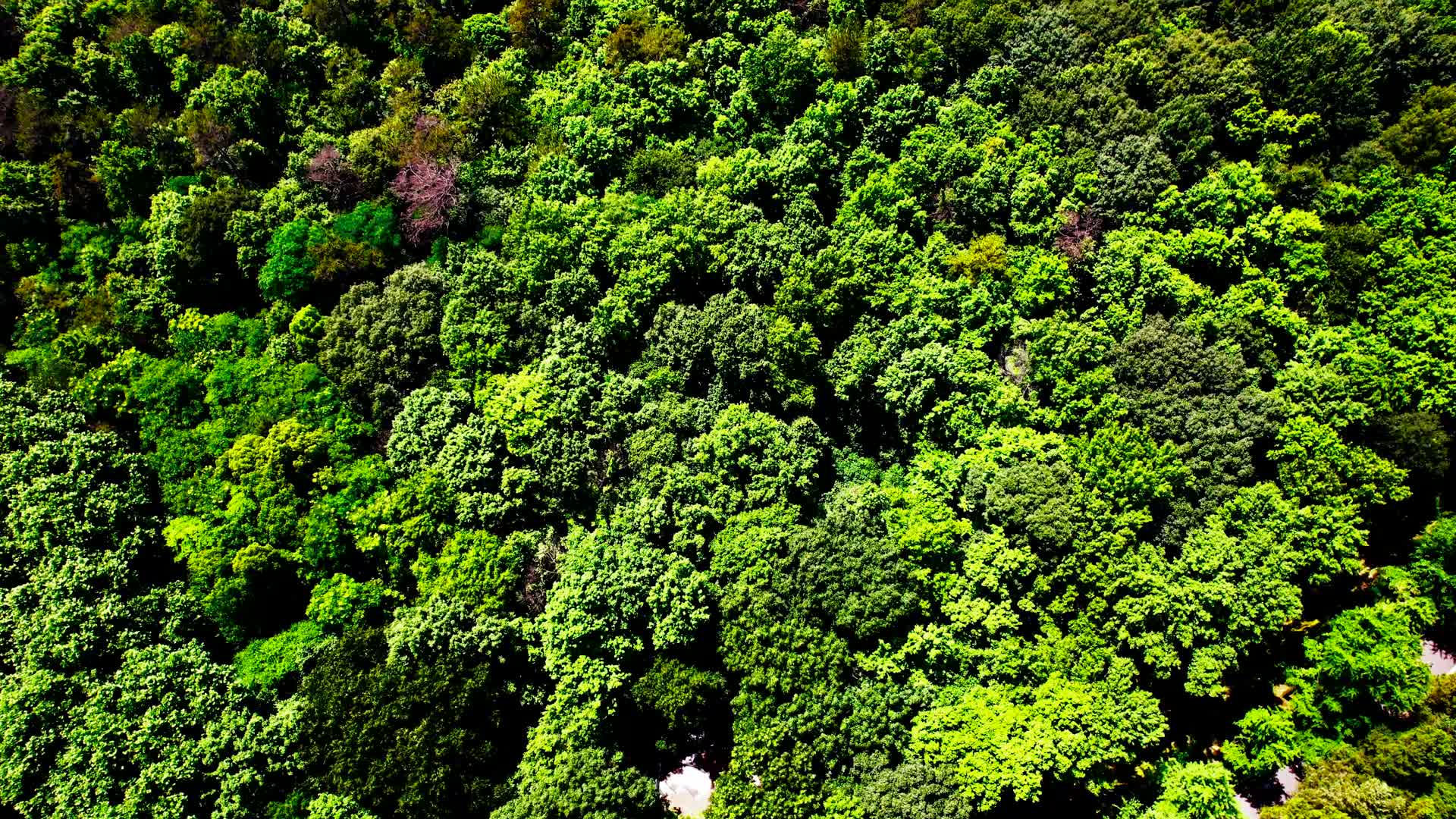 4K航拍树林森林树木视频的预览图