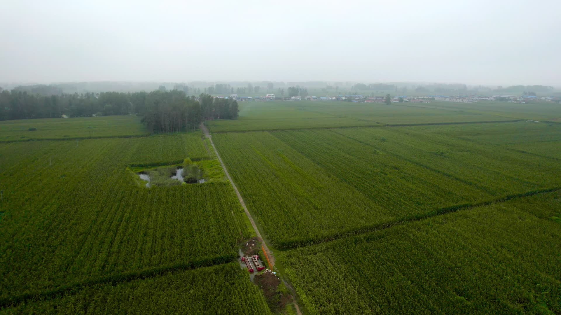 秋天安徽亳州村镇及丰收的玉米地清晨5k超高清航拍视频视频的预览图