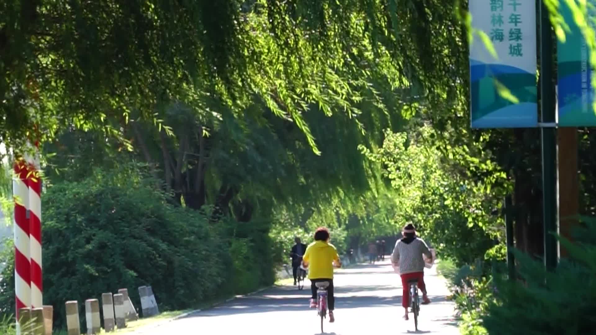 阳光透过树林绿色环保河边通州大运河视频的预览图