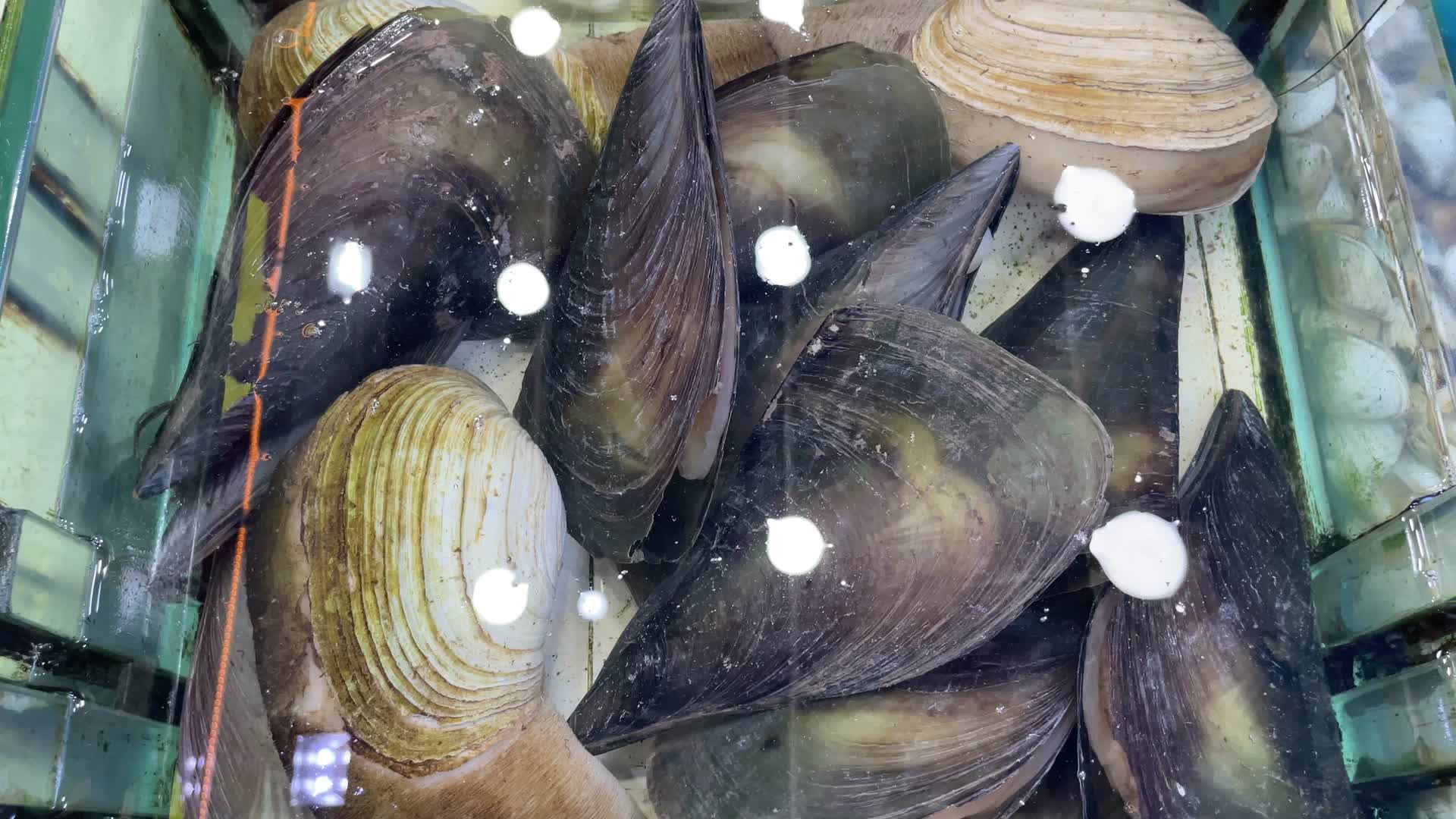 海鲜水产大全4K实拍视频视频的预览图