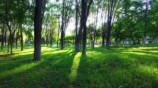 阳光透过树林园林树木光影树林延时视频的预览图