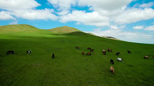 内蒙古的蓝天草原以及成群的马匹上午5k超高清航拍视频视频的预览图
