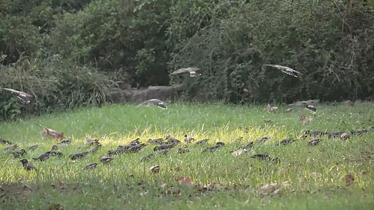 群鸟在草坪上愉捕食视频的预览图