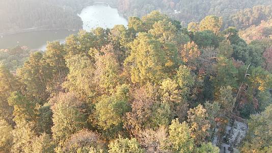航拍秋天树林泛黄树叶视频的预览图