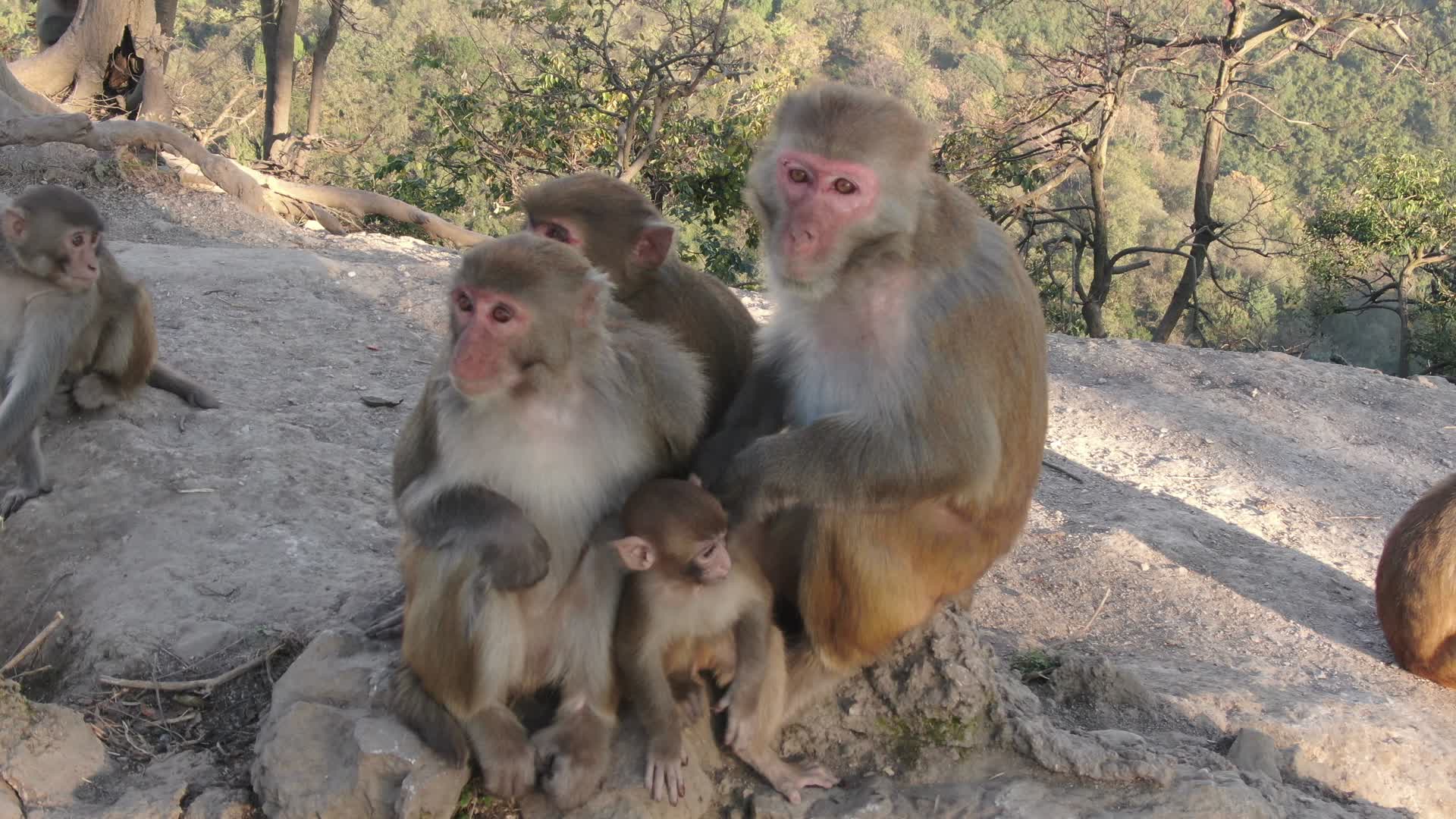 实拍大自然野生猴子猴群视频的预览图