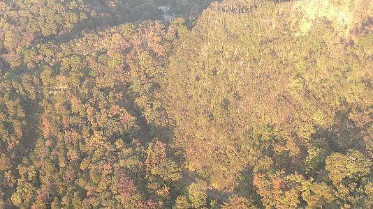 航拍秋天树林泛黄树叶视频的预览图
