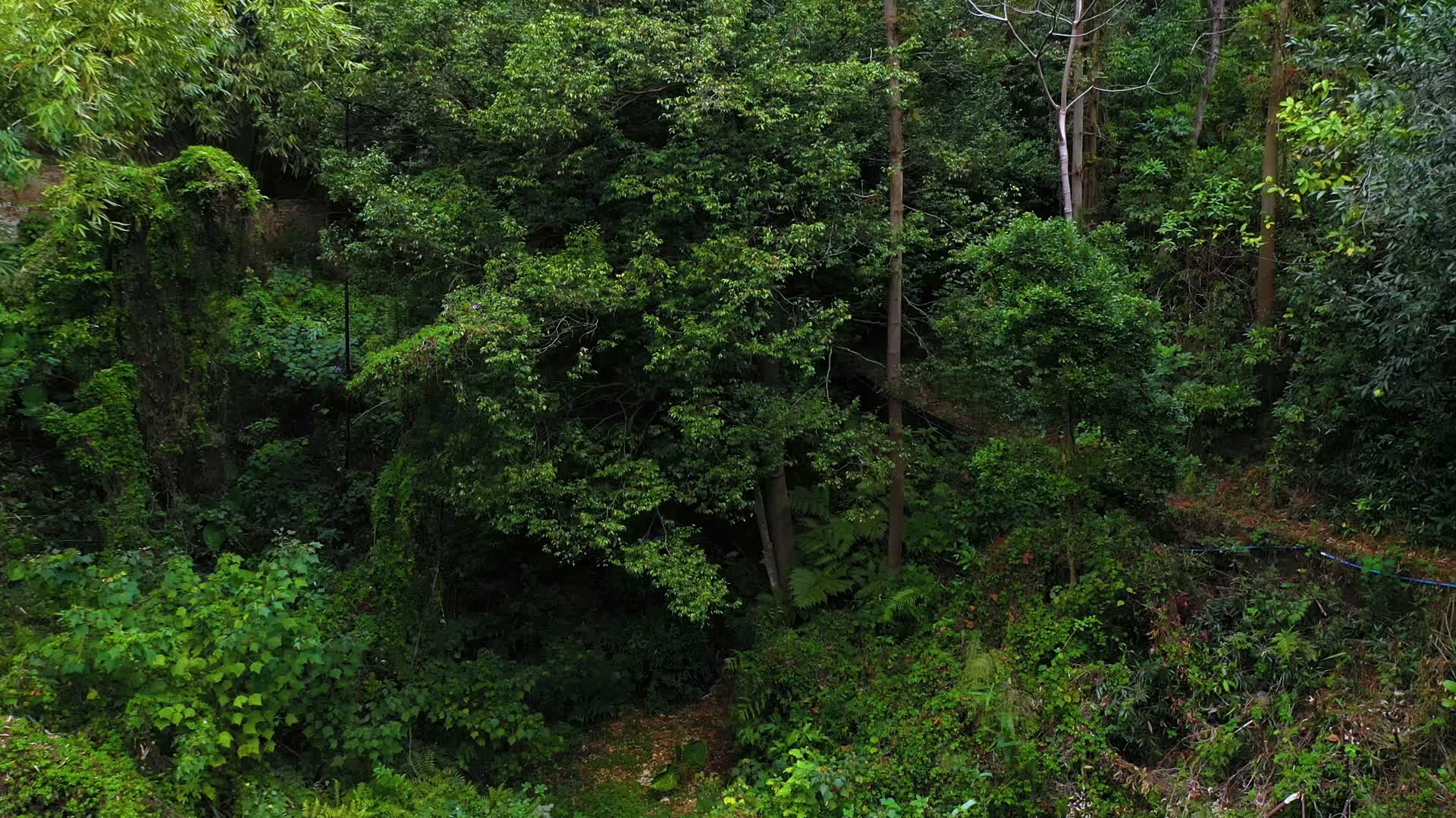 航拍山上的树林视频的预览图