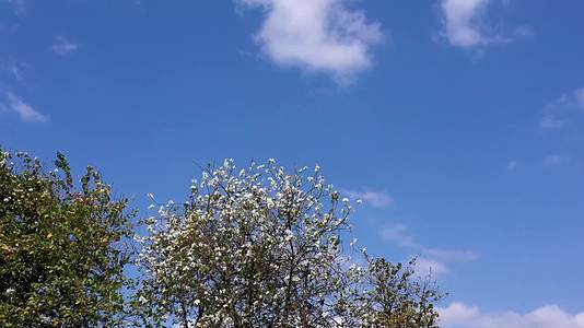 春天蓝天白云下的花树延时拍摄视频的预览图
