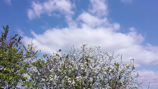 春天蓝天白云下的花树视频的预览图