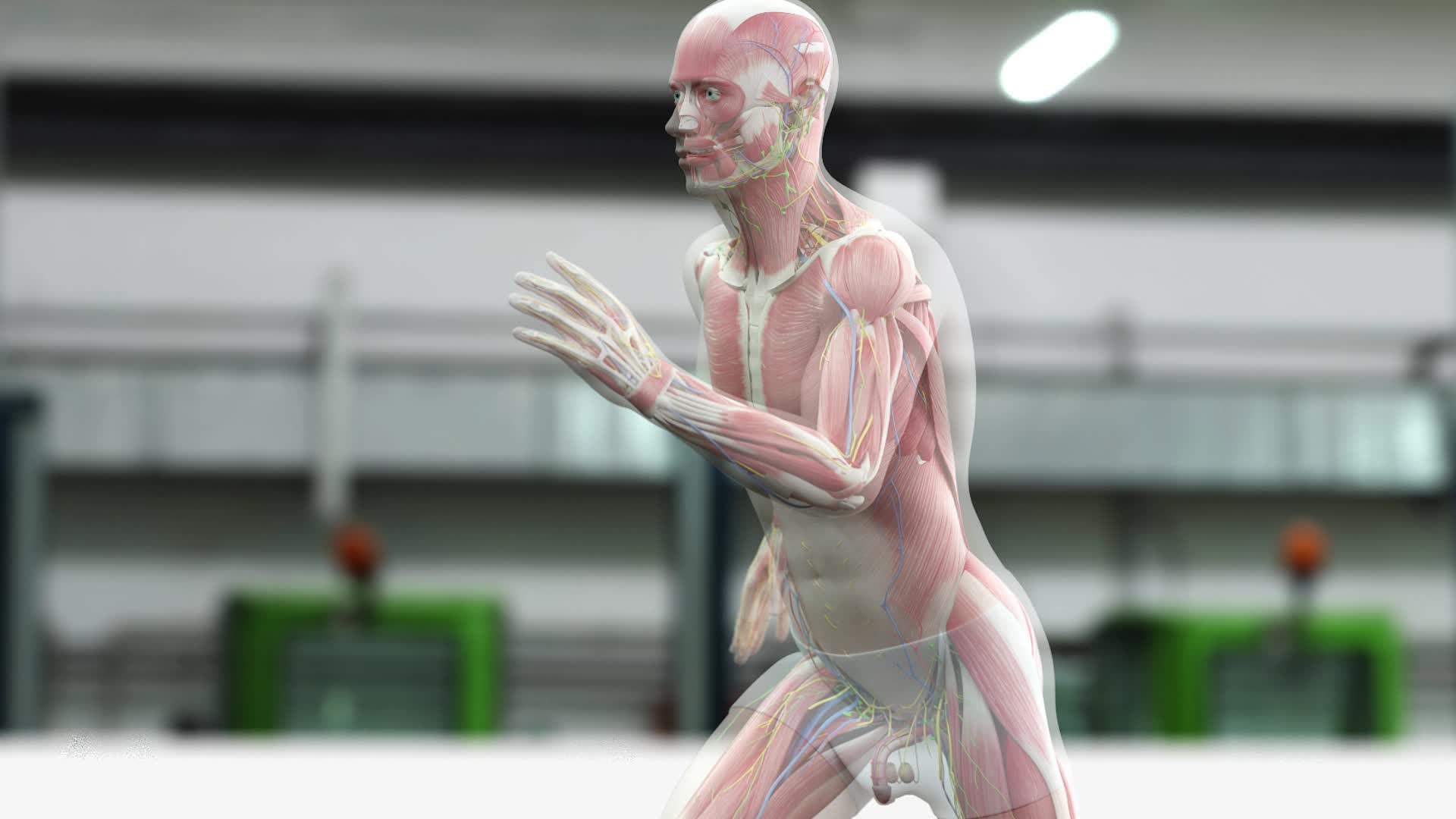 运动人体器官组织动画素材视频的预览图