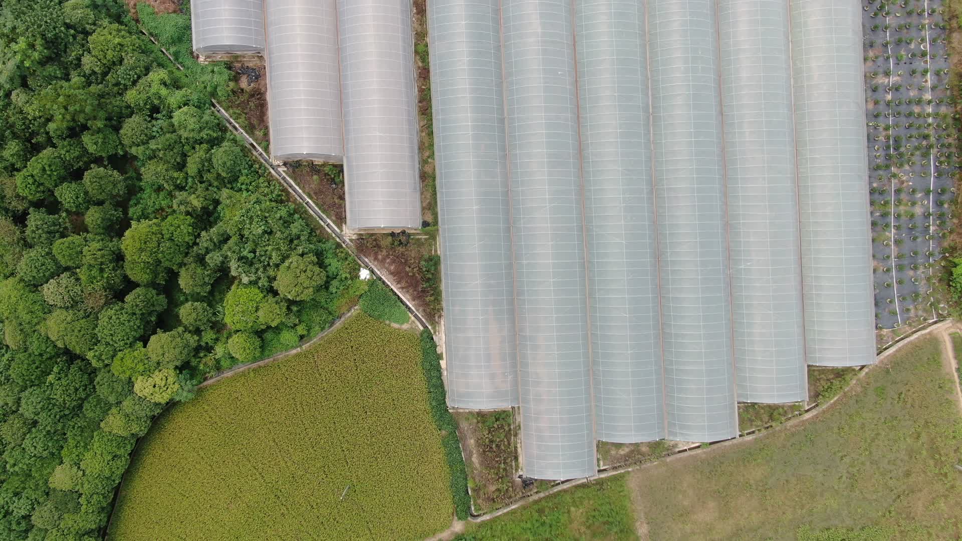航拍大棚农业种植基地视频的预览图