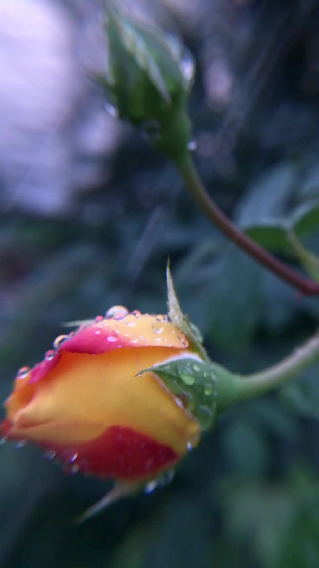 花园中沾满水珠的月季花骨朵视频的预览图