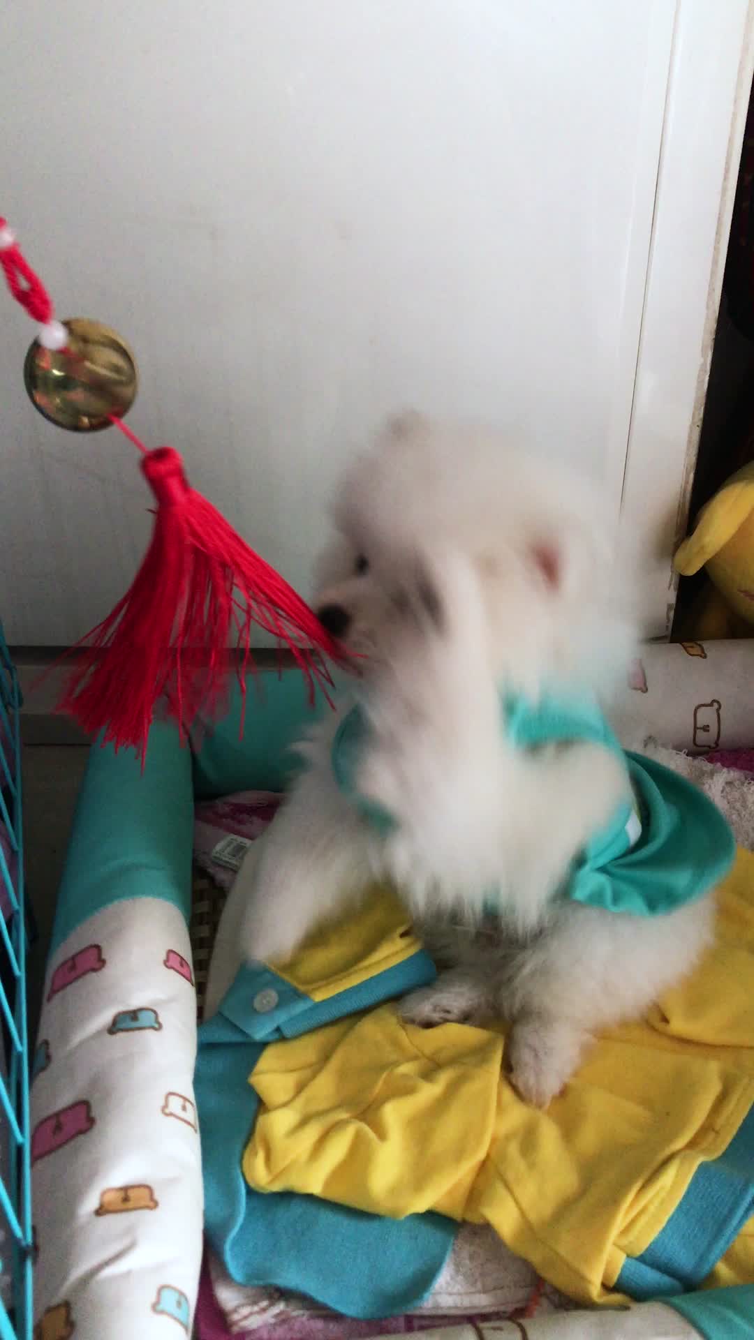 白色博美幼犬在狗窝里玩耍视频的预览图