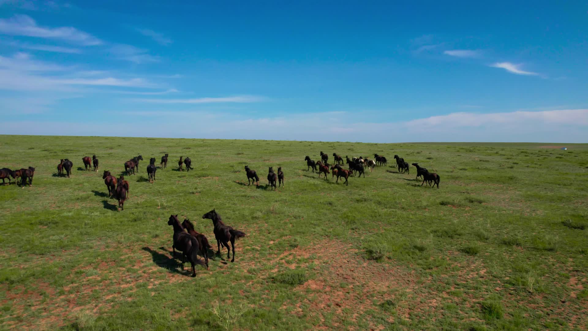 内蒙古草原上移动奔腾的马群清晨5k超高清航拍视频视频的预览图